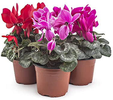 Cyclamen Plants, 'Mix', 6 x Full Plants in 10.5cm Pots, Winter Flowers, Winter Cyclamens, Flowering, Garden Ready and Ready to Plant, Premium Quality Flowers