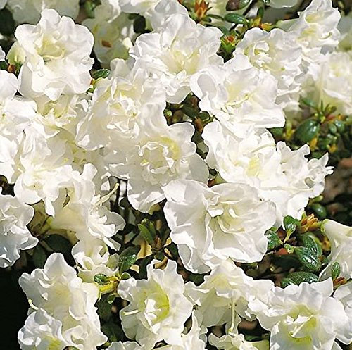 Rhododendron obtusum 'Schneeperle' 30–40 cm – Winterhart · Mehrjährig · Pflegeleicht – Japanische Azalee – Zierstrauch für Garten & Kübel