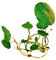 Live Aquarium Plants 'Hydrocotyle Leucocephala' - Brazilian Pennywort (2X) Tropical Fish Tank Snail Free |Floratica| (2)