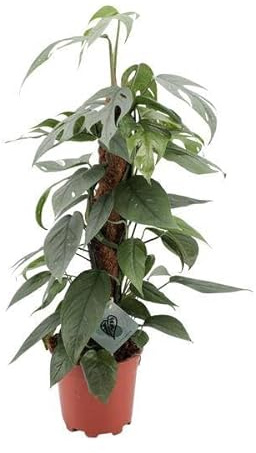 Efeutute – Epipremnum Pinnatum Cebu Blue – Zimmerpflanze – Ø17cm – 60cm – Seltene Rankpflanze mit silbrig-blauen Blättern – Pflegeleicht & luftreinigend