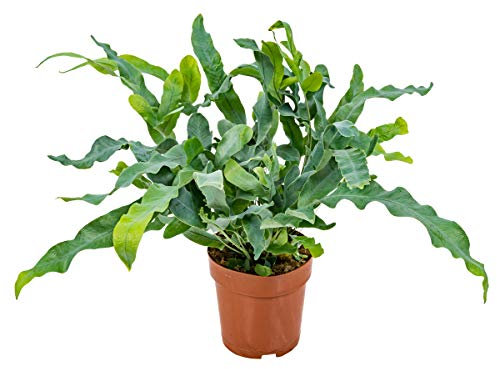 Bloomique - Phlebodium Blue Star - Fougère bleue - Plante d’intérieur - Dépolluante - Pet Friendly - 20-30 cm de Haut - Pot 12 cm