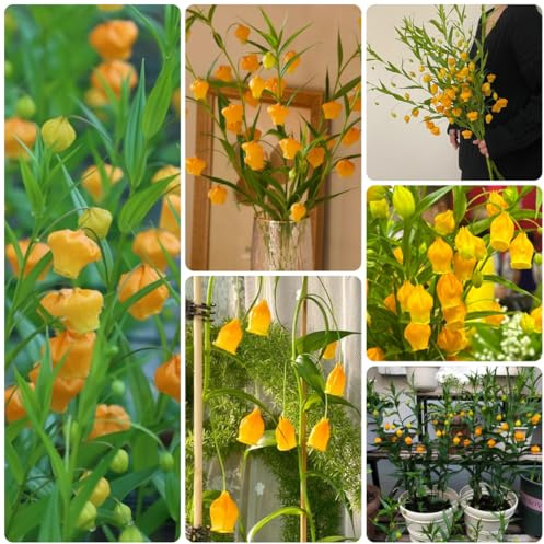 Semi di Sandersonia aurantiaca, luoghi soleggiati giglio lanterna resistenti all'esterno decorativi resistenti balcone da aiuola rialzata 40pcs
