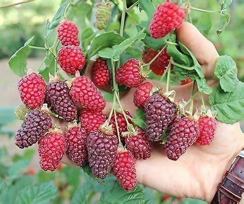 Rubus Tayberry Plant in 9cm Pot - Tasty Large Fruit for Home Growers (1 Plant)