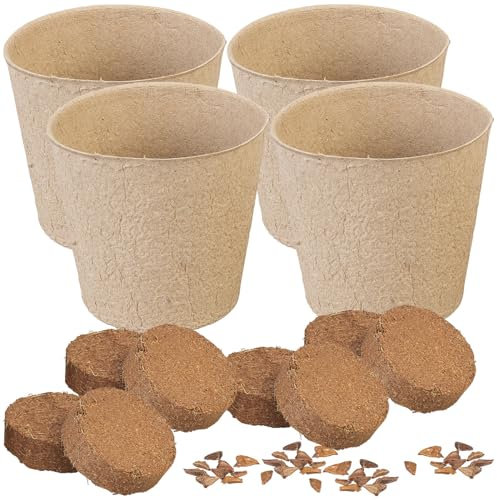 Royal Gardineer Tanne: 4 Weihnachtsbaum-Anzucht-Sets inkl. jeweils 10 Nordmanntannen-Samen (Weihnachtsbaum-Anzuchtset, Weihnachtstanne-Anzuchtset, Adventskalender)