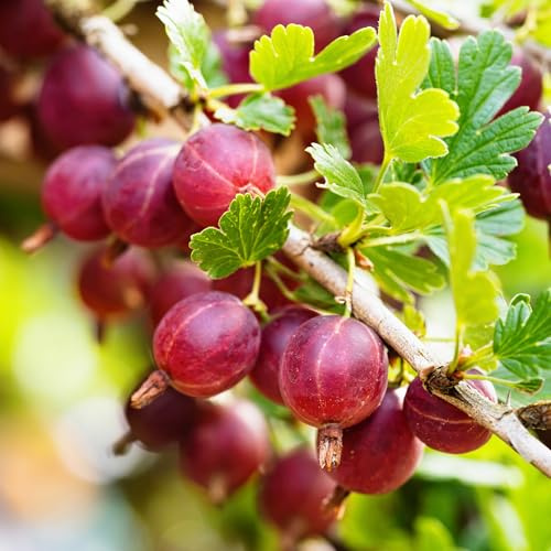 Stachelbeere Hinnonmäki rot im 2L Container – mehltaufest, süß-säuerlich, ertragreich – Beerenstrauch 50-70 cm