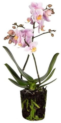 Orquídea Mariposa Rosa | DECOALIVE | Planta de Interior | Flor Natural