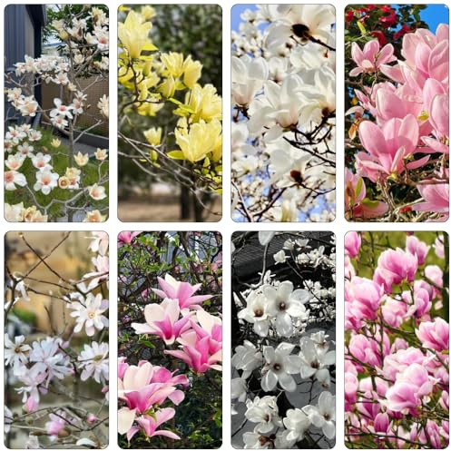 semillas de magnolia, magnolia, variedades orgánicas tradicionales jardín rocas invernadero interior resistente interior 65pcs