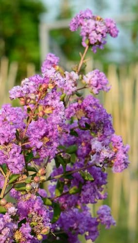 Pianta da Esterno Lagerstroemia Indica Petite Orchid Vaso 19 cm