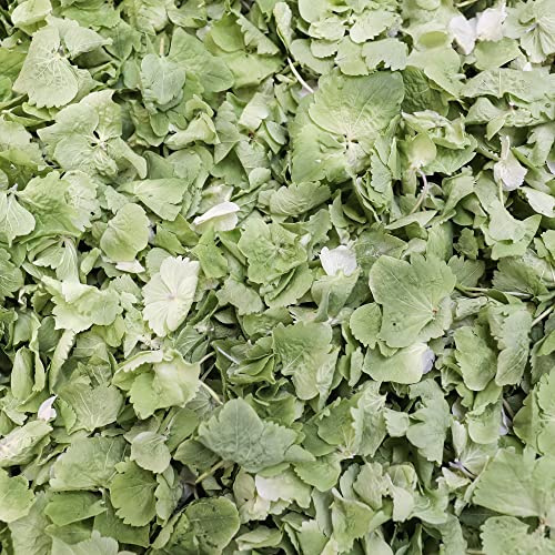 Petals and Roses Freeze Dried Hydrangea Petal Confetti | Natural & Biodegradable for Weddings, Sage Green, 1 Litre