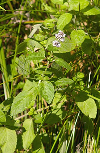 Wasserminze (Mentha aquatica) 100 Samen