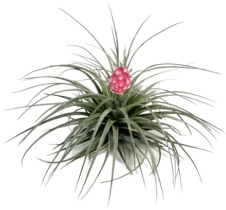 Fascinante Tillandsia Cotton Candy Planta del Aire Viva y Encantadora
