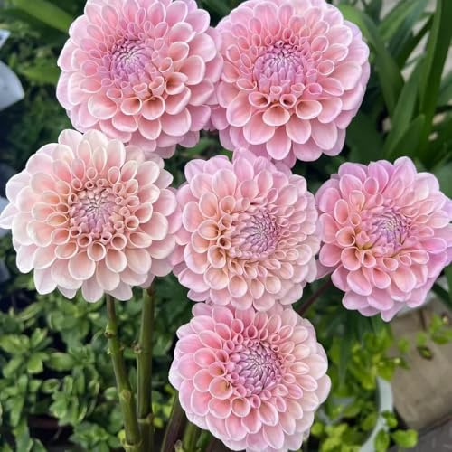 tuberi di dalia - rari balcone con decorazioni giardino per esterni giardino roccioso in vaso tappezzante resistente 3pcs