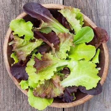 TomorrowSeeds - Gourmet Mix Lettuce Seeds - 2000+ Count - For 2026 Planting USA Garden Vegetable Spring Mix Spinach Arugula Salad Kale Butterhead Romaine Non-GMO Heirloom Grow Your Own Home Farm Patio