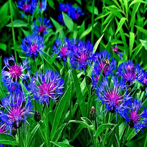 20 Seeds - Mountain Blue Cornflower Seeds | Perennial Centaurea Montana Cold Hardy Plant