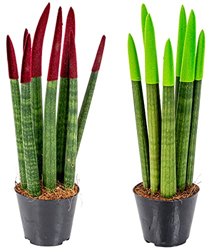 Bloomique - 2er-Set - Sansevieria Velvet Touch - Schwiegermutterzunge - Bogenhanf - Zimmerpflanzen - Luftreinigend - Sehr pflegeleicht - Höhe 20-30 cm - Topf 9 cm