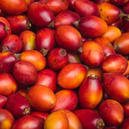pomodoro tamarillo - 40semi