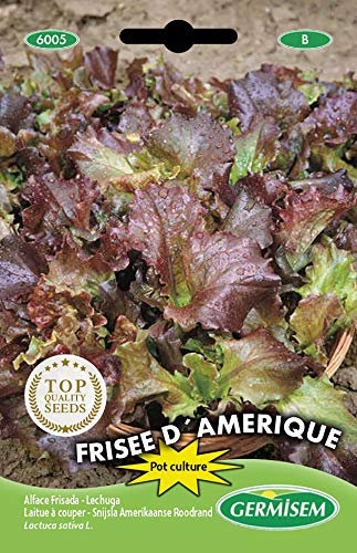 Germisem Frisee D'Amerique Semi di Lattuga 5 g