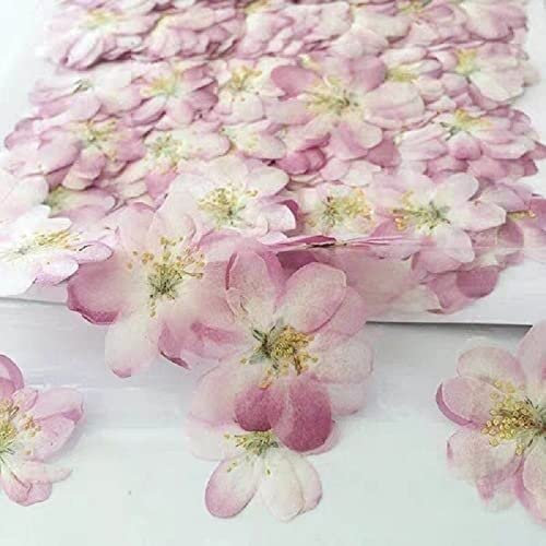 Getrocknete Blumen, Naturpflanze, DIY, Schmuck, Handwerk, Dekoration, für Zuhause, 30 Stück, gepresste Blumen, Malus, Spectabilis Blume/Knospen, Blatt, Pflanze, Herbarium für Postkarte, Lesezeichen
