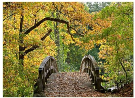 Wooden Puzzles Bridge Autumn Forest Colorful Foliage Tree Path deciduous Trees Jigsaw Cool Large Present Impossible Challenging Puzzle Educational Decompression Game 1000 Pieces