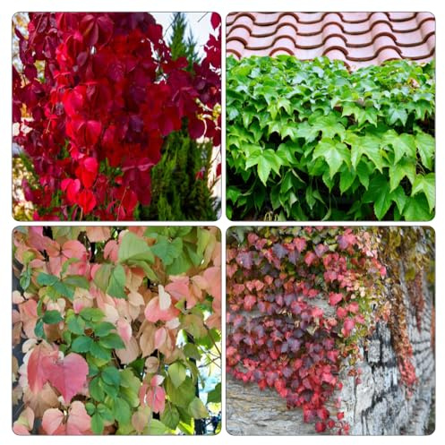 Wilder Wein - deko büro kräuterpflanzen pflanzenkübel kräutersamen büropflanzen gartenkräuter pflanzendeko dachbegrünung pflanztopf Parthenocissus tricuspidata kräutergarten küche 600samen
