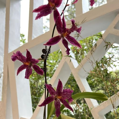 semi di orchidea oncidium per luoghi soleggiati orchidee, ombra da giardino roccioso resistenti selvatici da balcone 125pcs