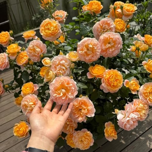 rose, tappezzante resistente recisi resistenti, adatte al pieno sole, di, esotiche all'aperto d'appartamento 20semi
