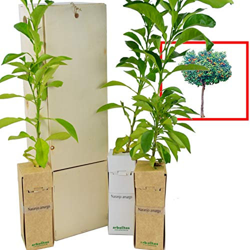 Naranjo amargo. Arbolito de pequeño tamaño en caja de madera. Alveolo forestal de naranjo amargo. (3)