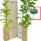 Oranger Amer ou Bigaradier – Arbre Fruitier Harmonieux – Croissance Rapide et Agrumes Parfumés - Jeune Pousse de 30 cm Reçue dans une Caisse en Bois Réutilisable - Pack 3 Unités