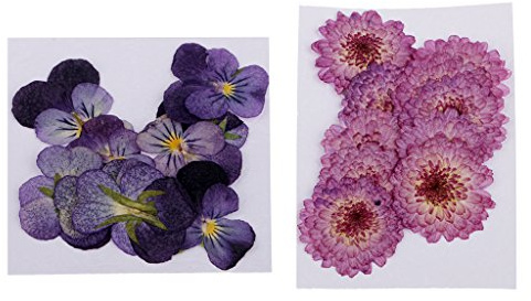 sharprepublic 22x Pressed Dried Flowers Real Daisy Pansy For Art Crafts Scrapbooking Decor