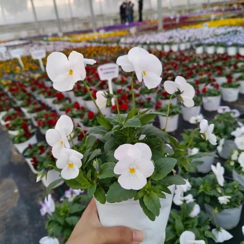 viola del pensiero comprare semi, tappezzante resistente da giardino decorazione balcone 800pcs