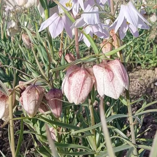 fritillaria bulbi corona imperial prado abejas bonsái di interni corona imperial balcone decorativo giardino resistenti interni esotici 15pcs