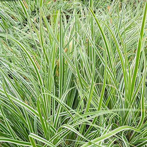 Carex oshimensis 'Everest' Japanese Evergreen Hardy Grass Sedge in 9cm Pot