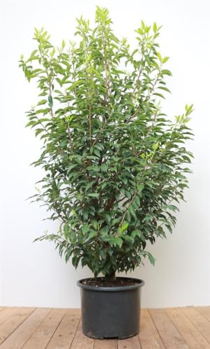 Portugiesischer Kirschlorbeer Prunus lusitanica Angustifolia 125-150 cm | Sichtschutz, schmales Laub, schnittvertraeglich, sonnig bis halbschattig, robust, langsam wachsend