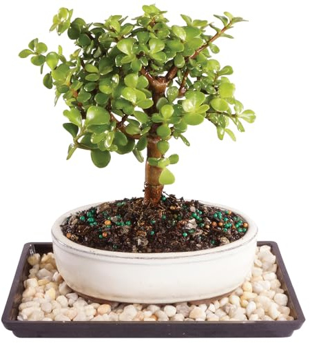 Brussel's Bonsai - Live Dwarf Jade Bonsai Tree with Ceramic Bonsai Pot & Humidity Tray, Indoor Bonsai Plant, 3 Years Old, 5-8 Inches Tall, Easy Care Houseplant for Home or Office (Small, Green)