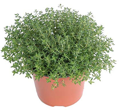 Tomillo Planta Aromática Natural de Exterior e Interior Thymus Vulgaris Planta para Cocinar