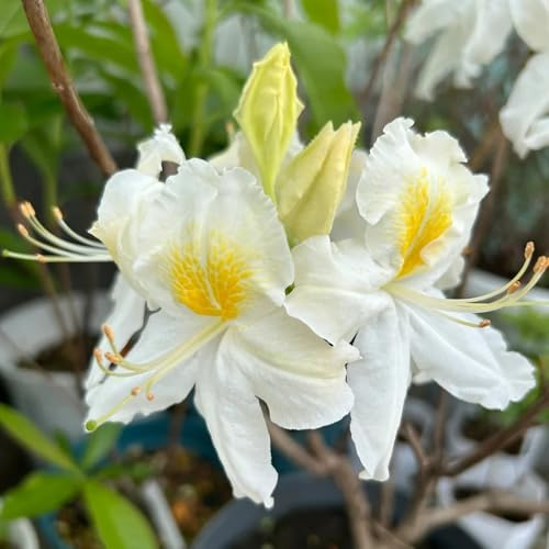 Semi di azalea, decorazione del giardino per esterno di rododendro resistente, semi di varietà antiche da giardino biologici rustiche per balconi 80pcs