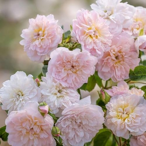 Englische Rose Elizabeth ® (Container)