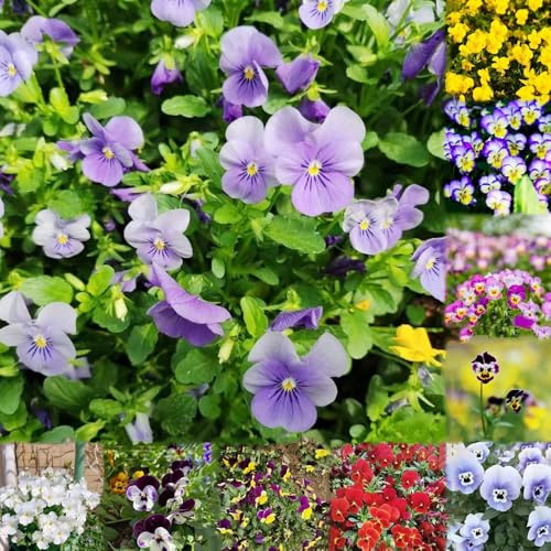 semillas de pensamiento bonsai prado semillas de bonsái decoración jardín prado 100pcs