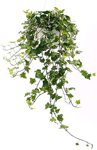 POWERS TO FLOWERS - EDERA VARIEGATA XXL BIANCO/VERDE, Pianta vera