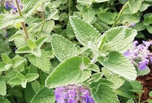Nepeta faassenii – Katzenminze im Topf | Bienenfreundlich, winterhart & pflegeleicht | Duftstaude für Garten, Balkon & Katze im 12cm Topf (2)