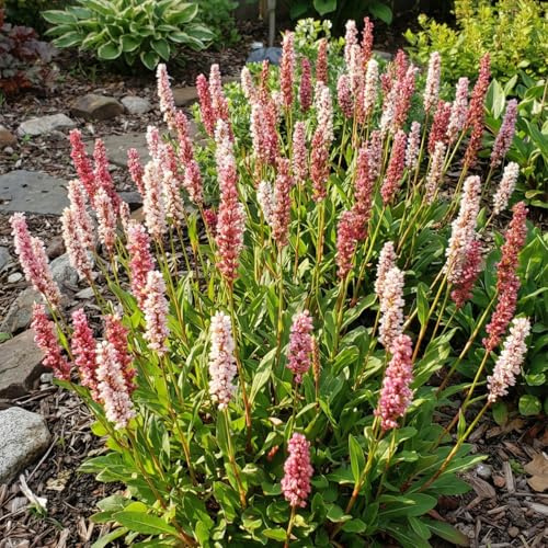 Bloomique - 6er - Set - Knöterich 'Darjeeling Red' - Reichblühend - Winterhart - Mehrjährig - Höhe 10-20 cm - 9 - cm - Topf