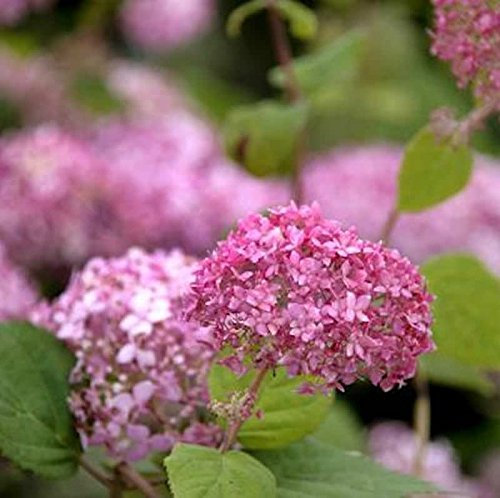 Ballhortensie Pink Annabelle 20-30cm - Hydrangea arborescens