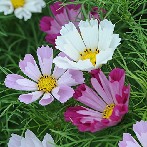 Cosmos bipinnatus Seeds 'Sea Shells' Half-Hardy Annual Fluted Pink Blooms Easy to Grow Your Own Outdoor Garden Flowers for Borders and Containers 1x Packet (Approx. 100 Seeds) by Thompson and Morgan