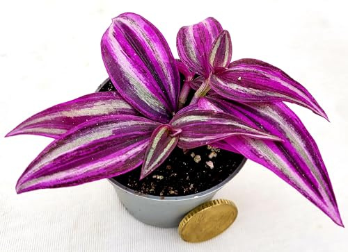 POWERS TO FLOWERS - TRADESCANTIA ZEBRINA PINK PARADISE, MINI IDEALE PER TERRARIUM, vaso 5,5cm diametro, pianta vera