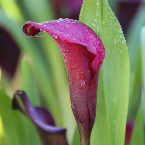 Calla Lily Bulbs-Calla Lily Bulbs UK Calla Lily Plant Calla Lily Bulbs for Planting Now UK,Wedding Flowers,Garden Flowers,Plant Bulbs,Hardy Perennial-10bulbs-e