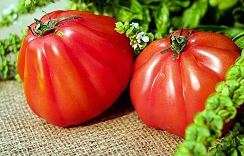 Graines de tomates cœur de bœuf d'Albenga - sachet de 0,5 gramme (environ 100 graines) - Solanum/lycopersicum/Solanacées - Graines de style