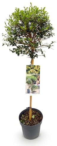 Ligustrum delavayanum - Stamm Pflanze - Terrassenpflanze - Immergrün - Wenig Pflege - 80-90cm - Ø19cm - Gartenpflanze