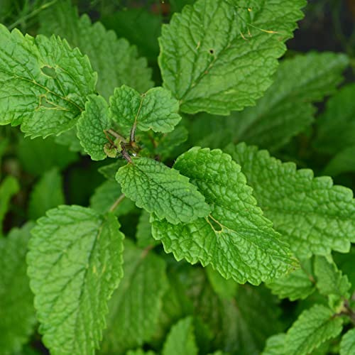 Lemon Balm - 250 Seeds - Heirloom & Open-Pollinated Variety, Non-GMO Medicinal Herb Seeds for Planting Indoors or Outdoors in Containers/Aerogarden/Home Garden, Thresh Seed Company