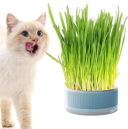 Katzengras-Pflanzgefäß für Indoor-Katzen – Pflanzkasten ohne Erde | Abnehmbare erdfreie Sprouter-Tablett, Grasbox für Katzen, Hunde und andere Haustiere, Heimdekoration