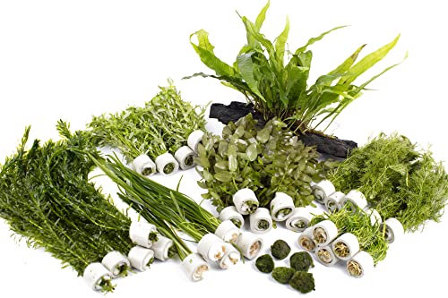 Lincolnshire Pond Plants Ltd - Live Aquarium Plants - Beginner Easy Plants - Aquarium Pack (Medium (120l - 180l))